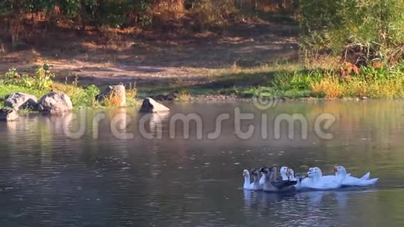 浪漫的夏日情景带着一群家养的灰鹅在一条窄而浅的河的急流中畅游明媚的早晨视频的预览图