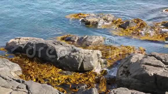岩石和海藻视频的预览图