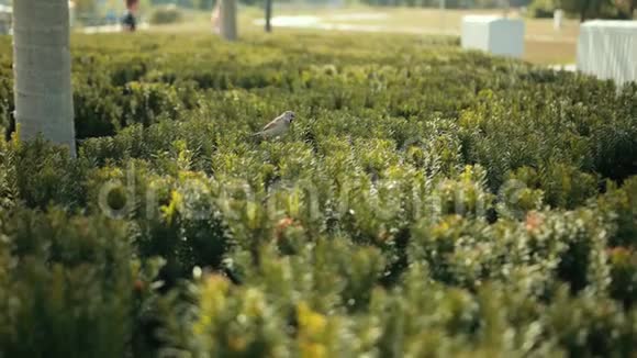 一只美丽的小鸟坐在一片绿色的灌木丛上起飞后飞走了视频的预览图