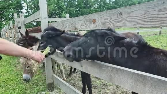 许多驴从人手里吃青草视频的预览图