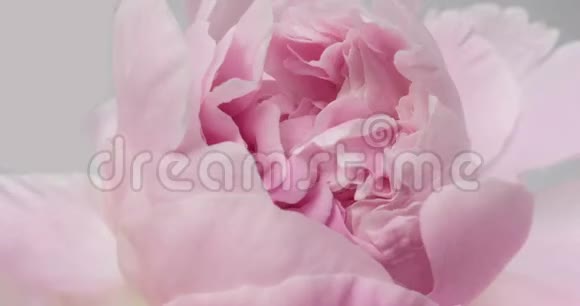 美丽的粉红色牡丹背景盛开的牡丹花开放时光流逝特写婚礼背景情人节视频的预览图