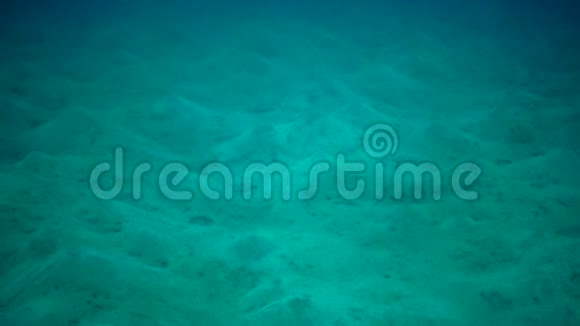 许多蠕虫生活的沙底靠近红海的珊瑚礁视频的预览图