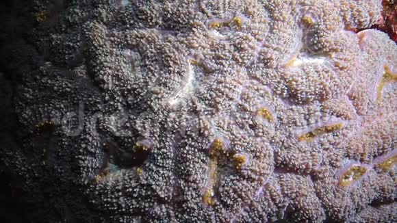 脑珊瑚捕获红海珊瑚韵上的浮游生物视频的预览图