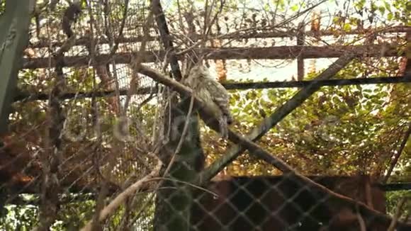 动物花园非常美丽的自然许多树木和灌木丛在笼子里的树枝上坐着猫头鹰视频的预览图