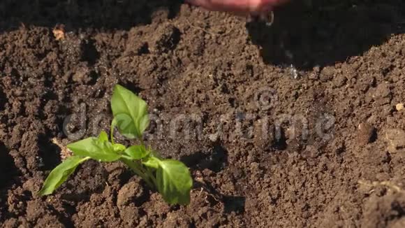 农夫手在浇一个嫩绿的嫩芽园丁从树苗里长出甜椒喝水视频的预览图