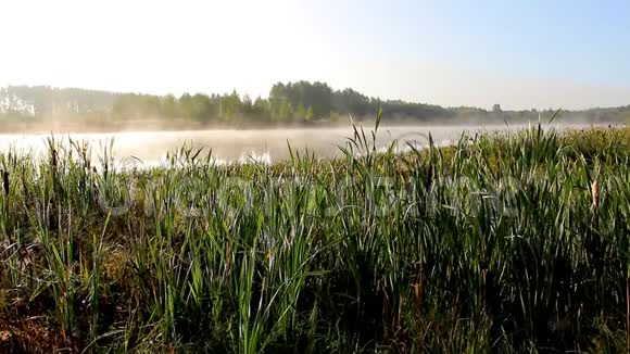 日出时湖上的芦苇和水上的雾视频的预览图