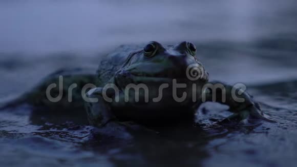 青蛙靠近池塘视频的预览图