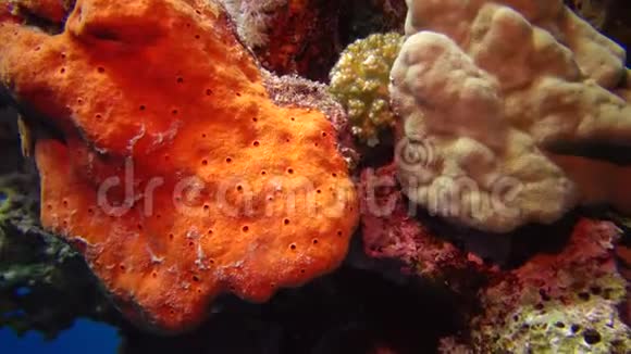 水下灯照下的大橙色海绵视频的预览图
