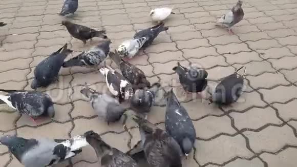 鸽子在广场上啄食视频的预览图