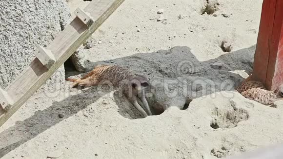 野灰鼬在靠近洞的沙子上休息视频的预览图