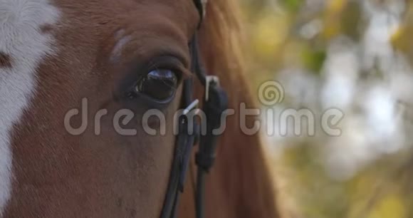 棕色马眼的极端特写有白色的面部标记优雅的动物站在秋天的森林里视频的预览图
