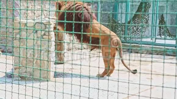 野生大狮子在大型动物园笼子里伸展视频的预览图