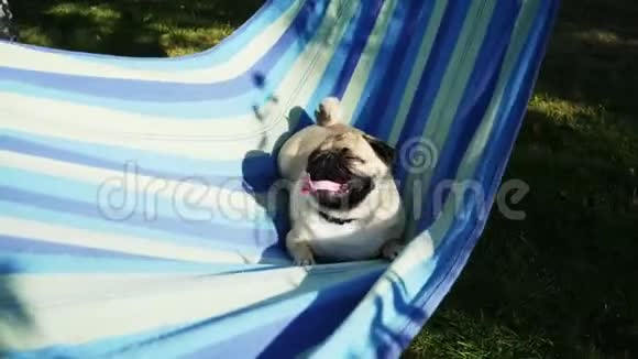 懒虫狗在吊床上休息和摆动躺着晒太阳视频的预览图
