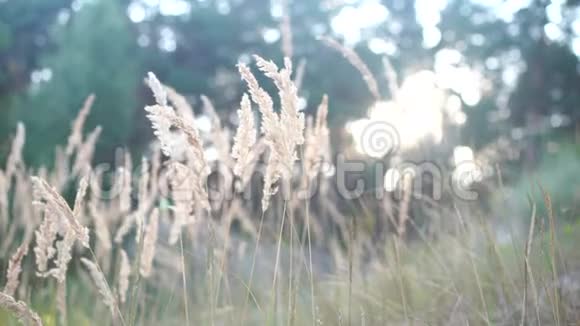 温暖的夏日阳光透过一片野草的田野日落时分靠近草地视频的预览图