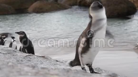 非洲企鹅在岩石海岸上摇动视频的预览图