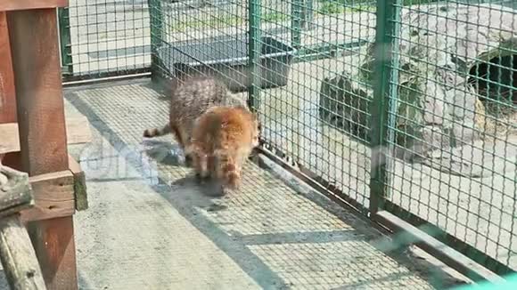 野生浣熊在大型动物笼子里行走视频的预览图
