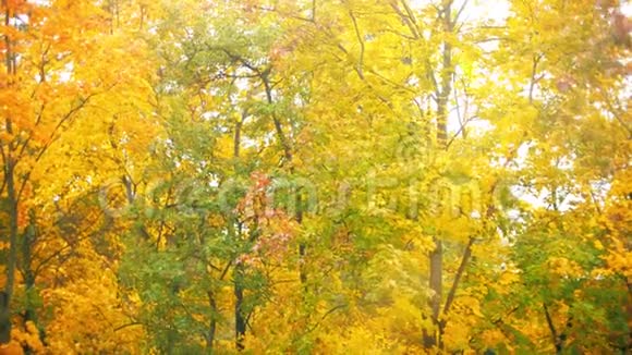 美丽黄林背景下秋叶飘落的慢镜头视频的预览图