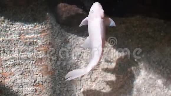 灰白色的鱼在一条山河清澈的水里游来游去视频的预览图