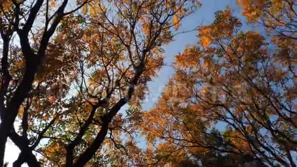 天空背景下的秋林画面视频的预览图