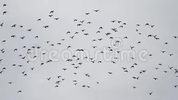 成群的鸽子飞来飞去视频的预览图