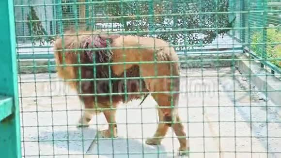 近距离野生大狮子在大型动物园笼子里散步视频的预览图