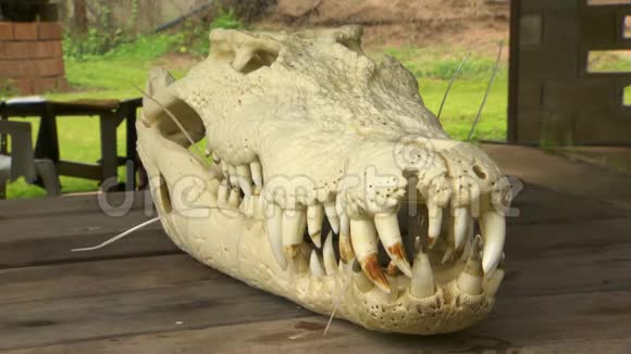 咸水鳄鱼头骨视频的预览图