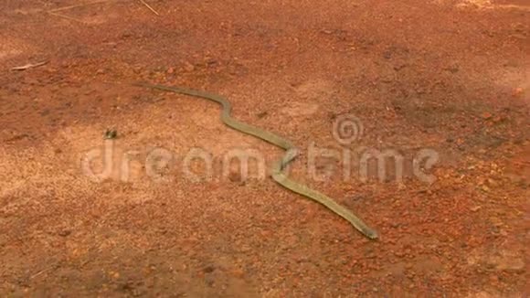 沙漠中穆尔加蛇的俯视图视频的预览图
