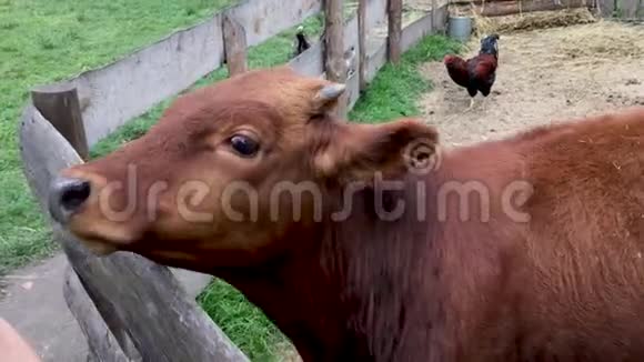 在夏日阳光明媚的一天农村农场的妇女用手喂养和抚摸幼褐公牛视频的预览图