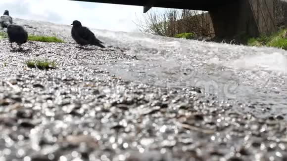 鸟儿喝水视频的预览图