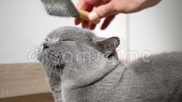 英国猫在家里梳洗一只AAAAAAAAA英国猫刷猫毛梳宏观向上视频的预览图