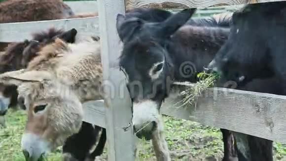 许多驴吃青草的特写镜头视频的预览图