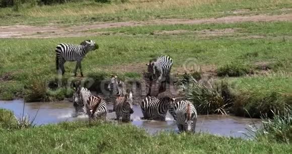 格兰特斑马马格斯波切利博米牛群站在水洞马塞马拉公园在肯尼亚实时视频的预览图