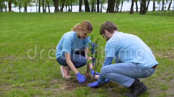 青年男女志愿者种植灌木树苗公园相互微笑视频的预览图