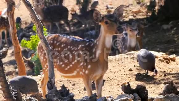 动物园里发现的鹿视频的预览图