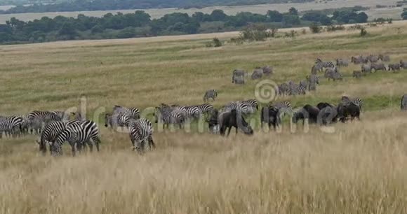 格兰特斑马马斯波切利波米蓝色野生动物牛尾马赛马拉公园在肯尼亚实时视频的预览图