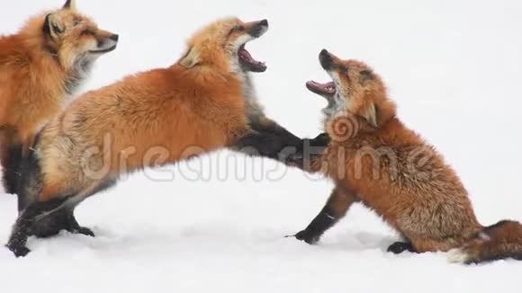 狐狸在下雪时打架视频的预览图