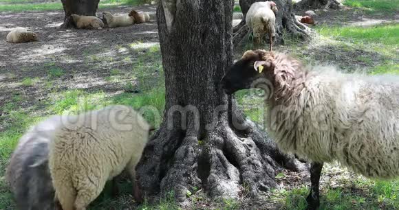 在树下放羊视频的预览图