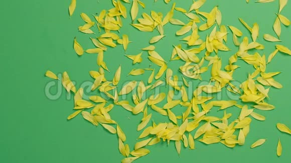 特写俯视图黄色花瓣在绿色背景上吹落风慢动作视频关闭顶部视图视频的预览图