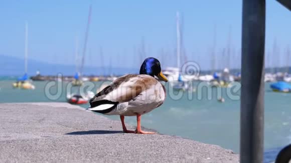 鸭子坐在日内瓦湖码头的船坞背景下视频的预览图