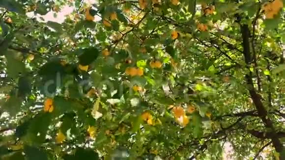 美丽的苹果树有黄色的苹果视频的预览图