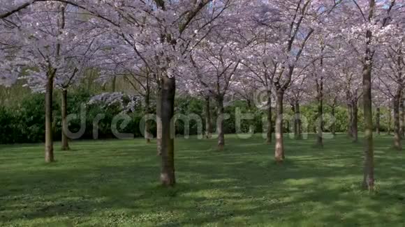 在阿姆斯特丹有400棵樱花树春天你可以尽情享受视频的预览图