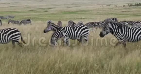格兰特的斑马埃普斯波切利博米赫德穿过萨凡纳马赛马拉公园在肯尼亚实时视频的预览图