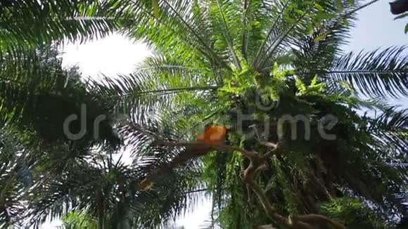 五颜六色的黄色和蓝色鹦鹉正走在丛林中的树枝上视频的预览图