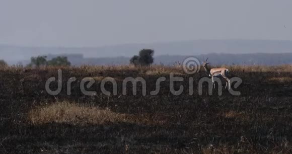 汤姆森瞪羚瞪羚汤森萨凡纳火马赛马拉公园在肯尼亚实时视频的预览图