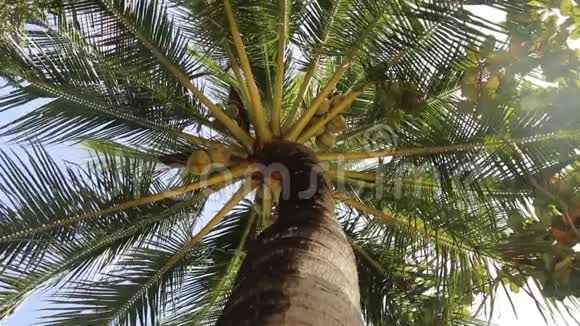 蓝天背景下美丽的棕榈叶视频的预览图