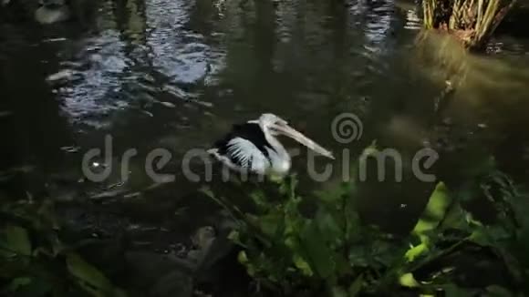 在印度尼西亚丛林的池塘里游泳视频的预览图