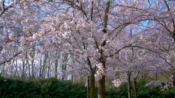 在阿姆斯特丹有400棵樱花树春天你可以尽情享受视频的预览图