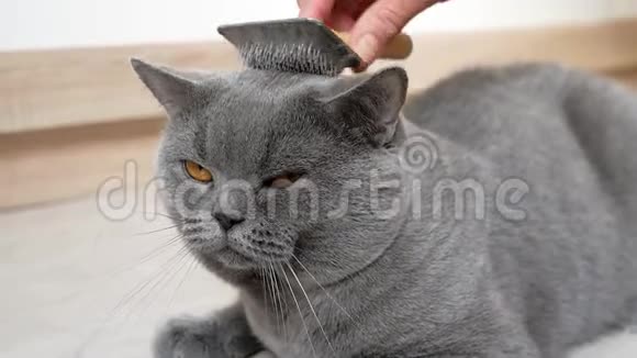 英国猫在家里梳洗一只AAAAAAAA英国猫刷猫毛梳宏观向上视频的预览图