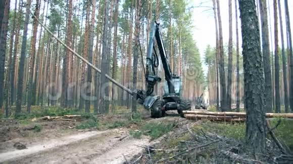 一台机器在森林里切割树干视频的预览图