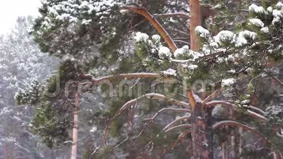 森林里的雪视频的预览图